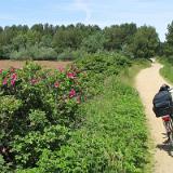0506G 15 Amrum